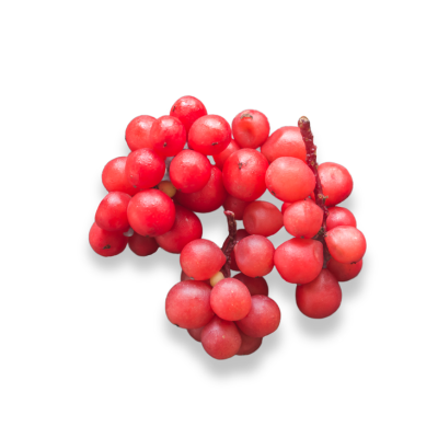 Schizandra